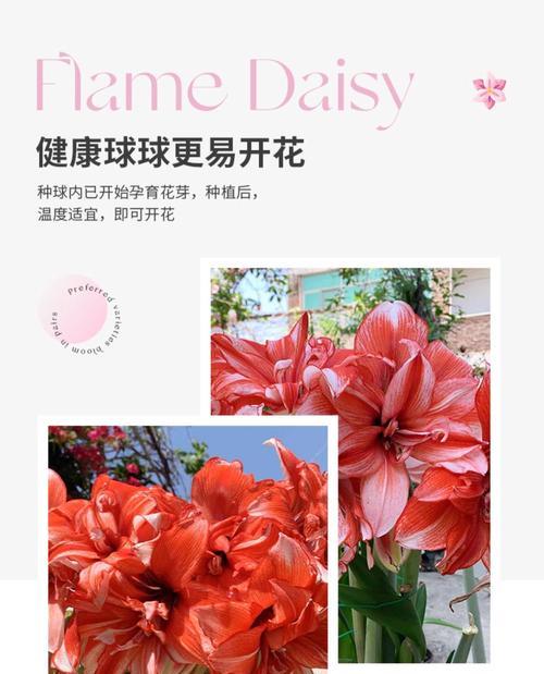 朱顶红二倍体是什么？朱顶红二倍体的特性及栽培方法！