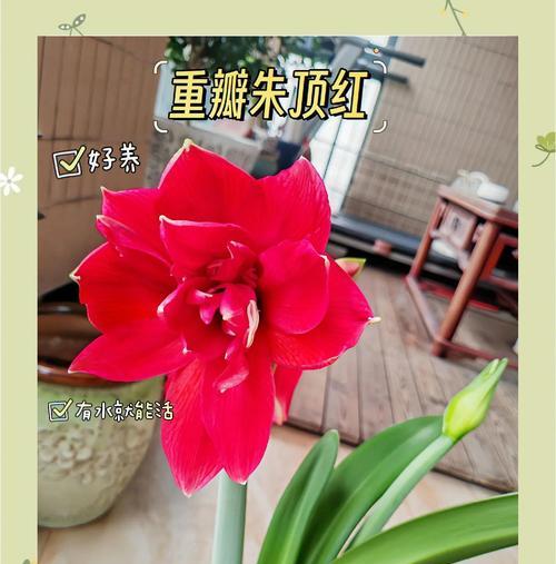 朱顶红二倍体是什么？朱顶红二倍体的特性及栽培方法！