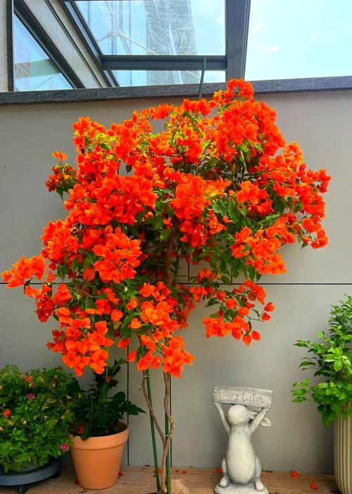三角梅夏天如何养护才能开花？有效方法有哪些？