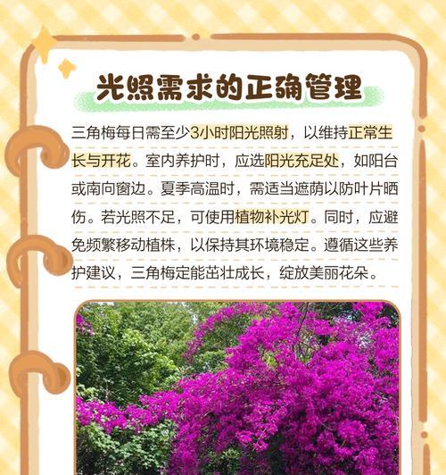 如何识别三角梅是否患有炭疽病？
