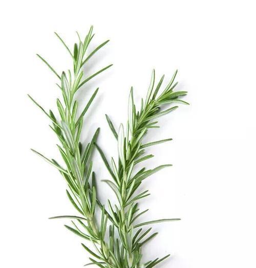 香草干品有哪些常见品种？这些品种的香草干品有何特点？