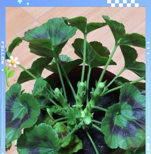 初冬时节天竺葵的养护方法是什么？