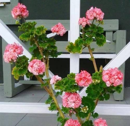 初冬时节天竺葵的养护方法是什么？