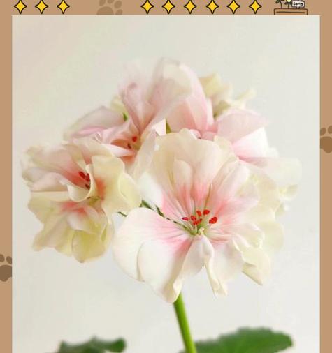 初冬时节天竺葵的养护方法是什么？