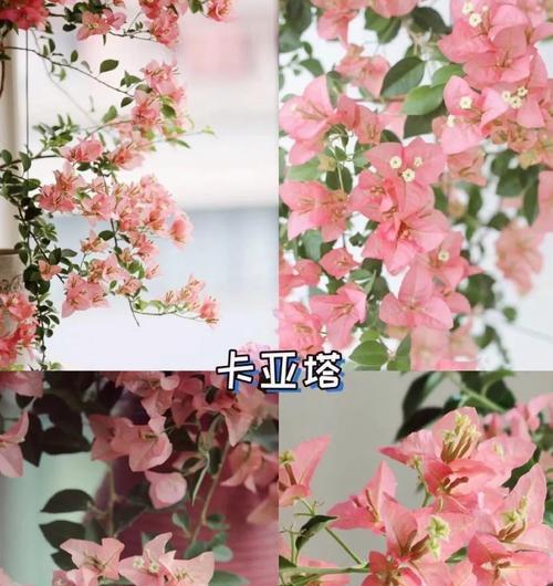 三角梅如何栽活并养好？有哪些技巧？