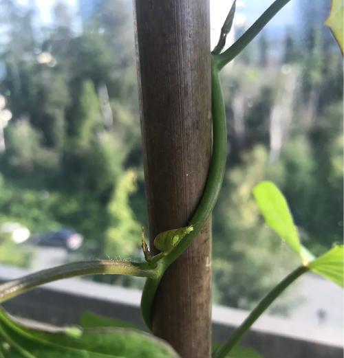 盆景的蚜虫怎么来的？如何预防和处理盆景的蚜虫问题？