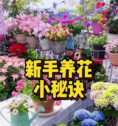 新手养花有哪些技巧？