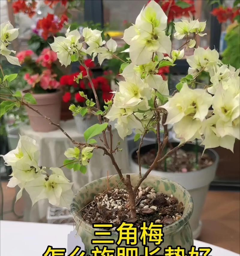 三角梅飘逸过度如何调整？