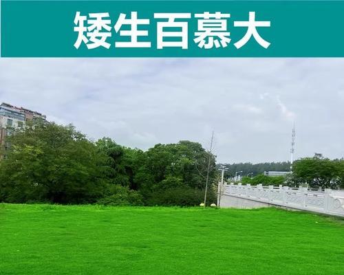 草坪种子播种方法有哪些？播种时应注意哪些要点？
