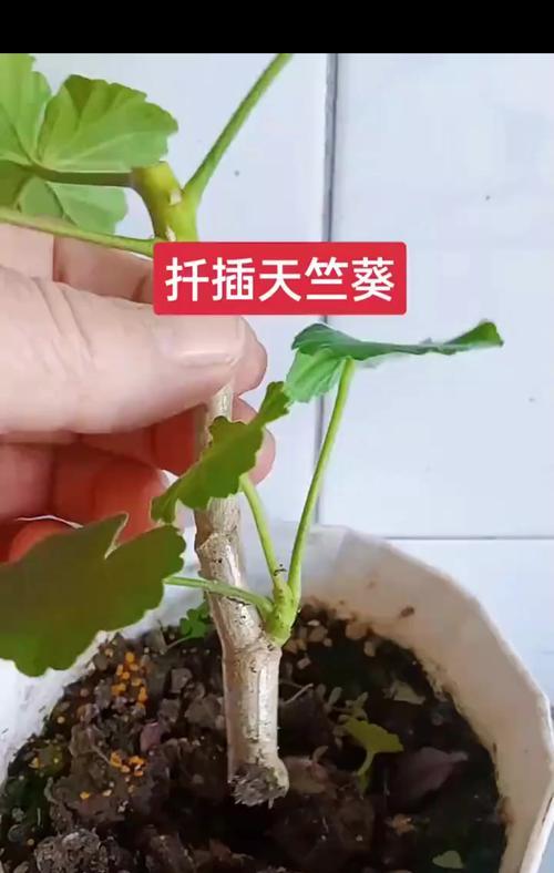 水生根天竺葵移栽的正确步骤是什么？