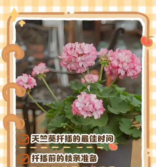 水生根天竺葵移栽的正确步骤是什么？