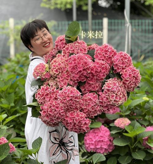 槟榔小苗叶子发黄干枯如何解决？养护要点是什么？