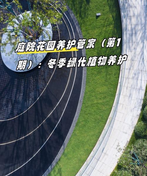 槟榔小苗叶子发黄干枯如何解决？养护要点是什么？