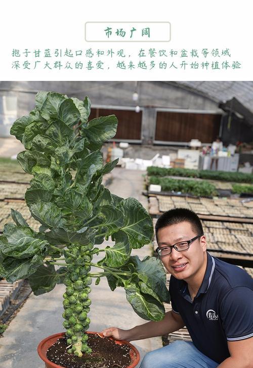 牛鞭草种子的最佳播种时间是什么时候？