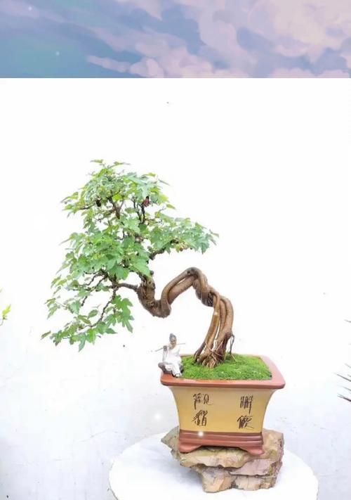 刺槐截杆栽培的关键技术是什么？