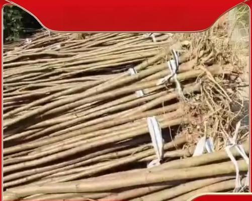 刺槐截杆栽培的关键技术是什么？