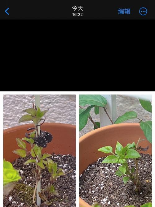 扦插小苗铁线莲能活吗？如何正确养护？