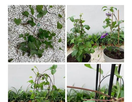 秋天换盆铁线莲如何养护？需要注意哪些问题？