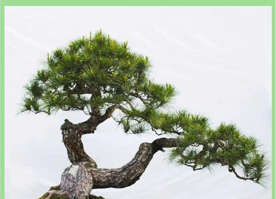 老树根盆景架子的正确使用方法是什么？
