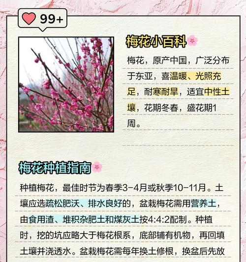 月季花苗和梅花的养护技巧有哪些？
