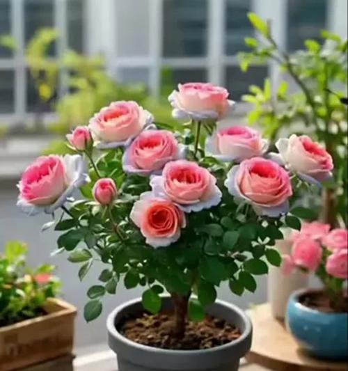月季花苗和梅花的养护技巧有哪些？
