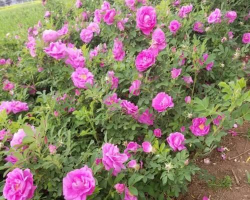 月季花苗和梅花的养护技巧有哪些？