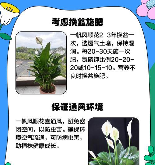 铁线莲顶部叶子耷拉的解决方法？