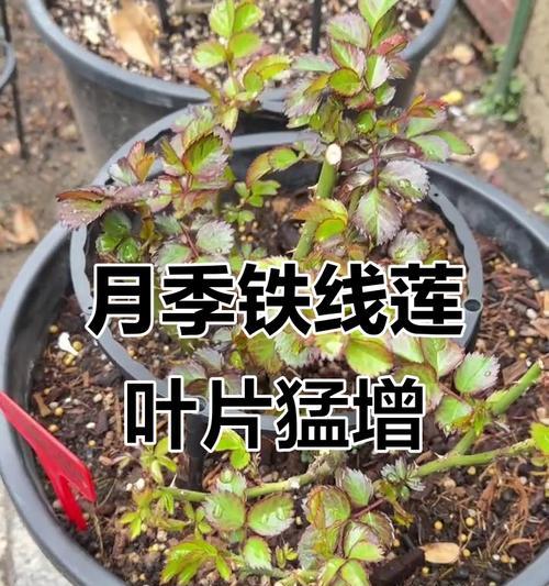 铁线莲顶部叶子耷拉的解决方法？