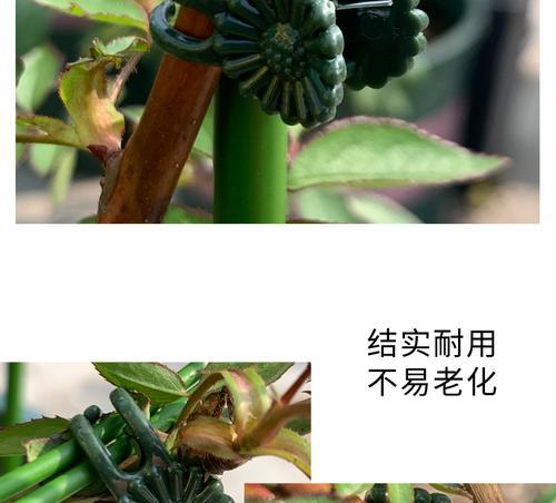 君子兰专用矫正夹子怎么使用？有哪些步骤？