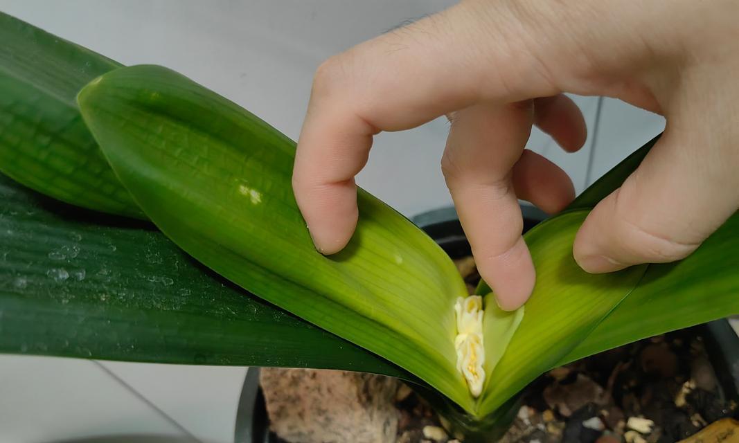君子兰专用矫正夹子怎么使用？有哪些步骤？
