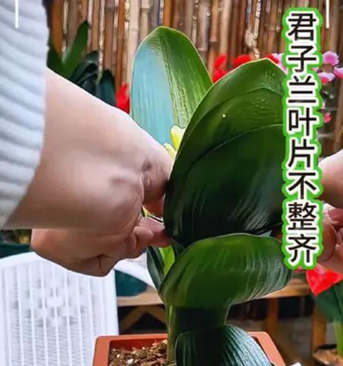 君子兰专用矫正夹子怎么使用？有哪些步骤？