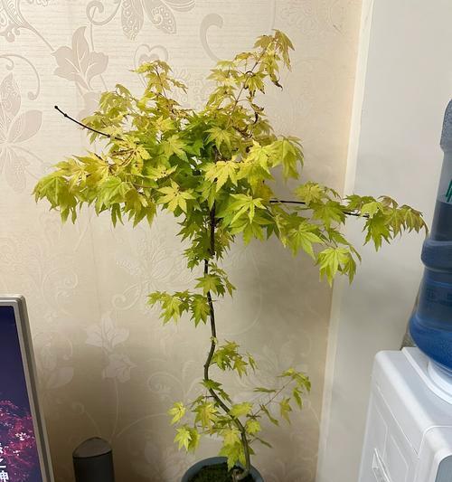 流泉枫叶子边缘发黄的补救措施有哪些？