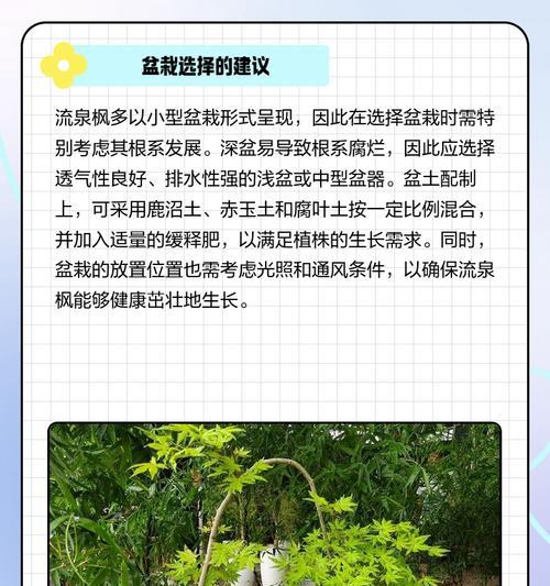 流泉枫叶子边缘发黄的补救措施有哪些？