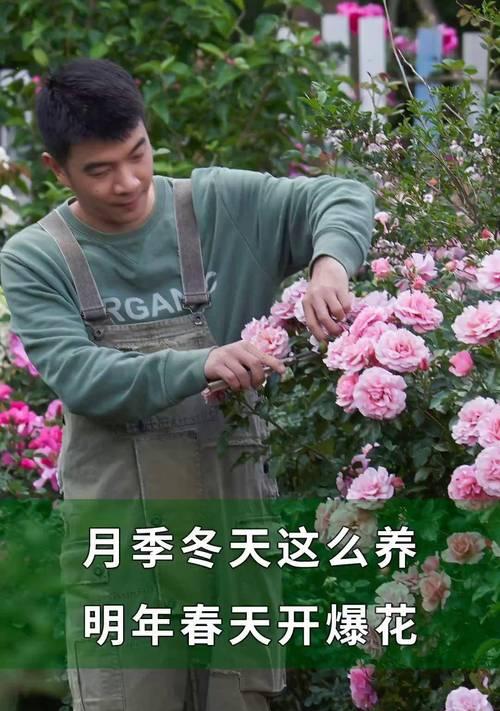 室内月季花入冬怎么养护？有哪些注意事项？