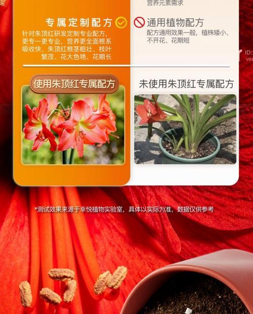 朱顶红种球种植应选择哪种土壤？
