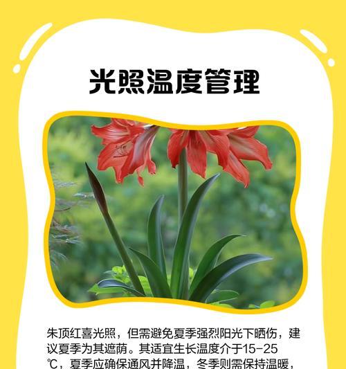 朱顶红种球种植应选择哪种土壤？