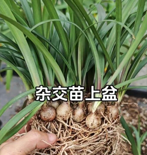 朱顶红种球种植应选择哪种土壤？