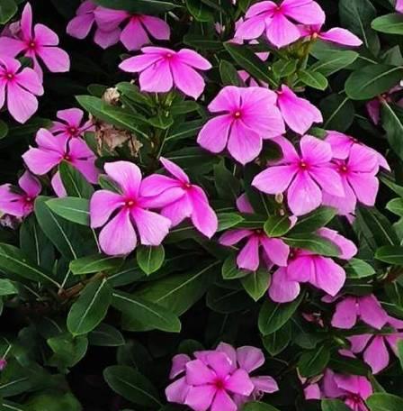 粤西阳台适合种植哪些花卉？