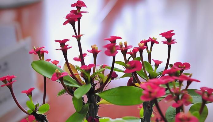 粤西阳台适合种植哪些花卉？
