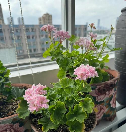 天竺葵四季大花的养护方法是什么？如何保持四季开花？