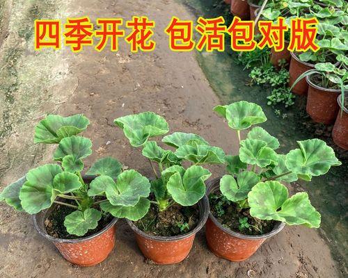 天竺葵四季大花的养护方法是什么？如何保持四季开花？