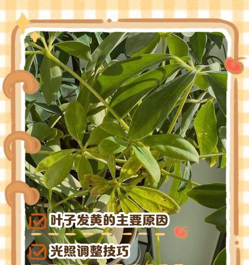 保罗叶子发黄的可能原因及解决办法？