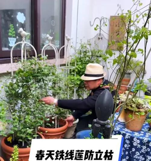 铁线莲春季埋枝条的处理方法是什么？