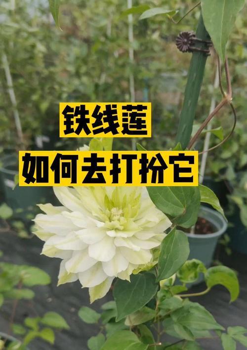 铁线莲春季埋枝条的处理方法是什么？
