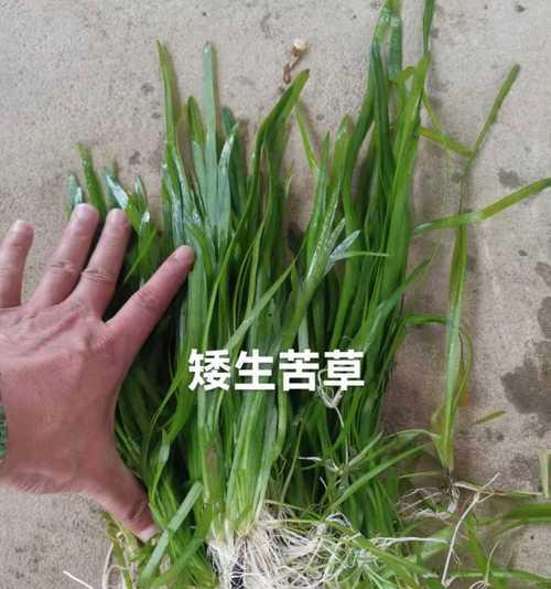 七台河沉水观赏植物有哪些？如何选择适合的品种？