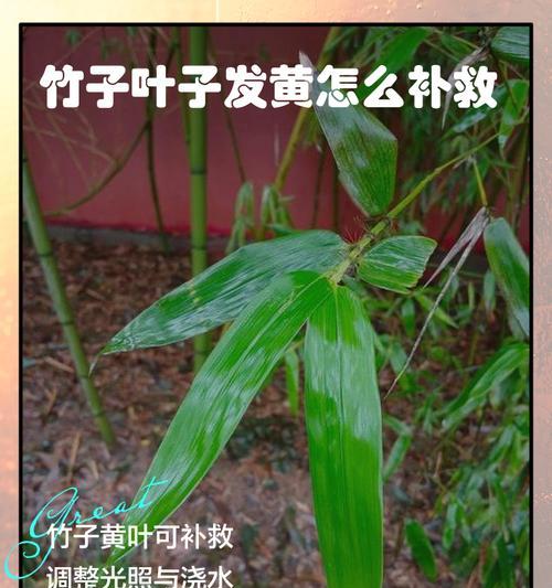 植物叶子发黄掉花蕊的原因？如何解决植物叶子发黄掉花蕊问题？