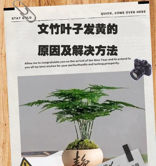 植物叶子发黄掉花蕊的原因？如何解决植物叶子发黄掉花蕊问题？