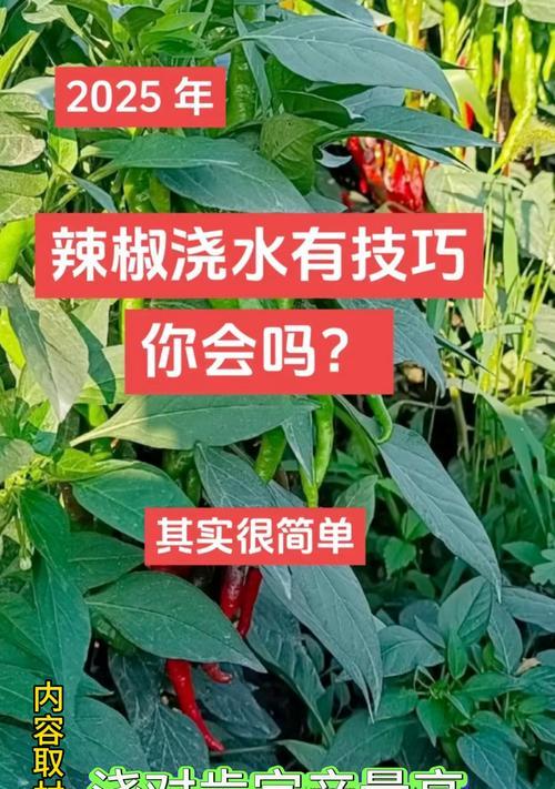 辣椒种植时哪种浇水方法最适宜？