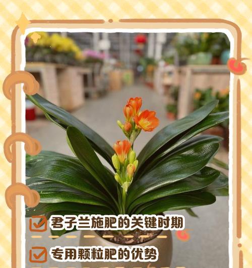 君子兰翻种的最佳季节是什么时候？