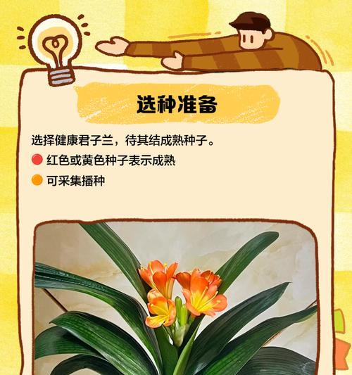 君子兰翻种的最佳季节是什么时候？